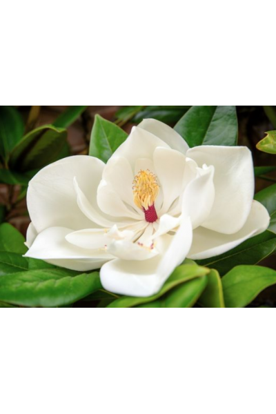 Manolya  Mum Esansı