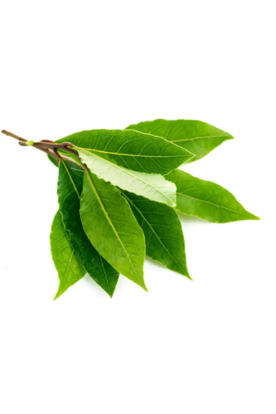 Defne Mum Esansı, Defne Esansı