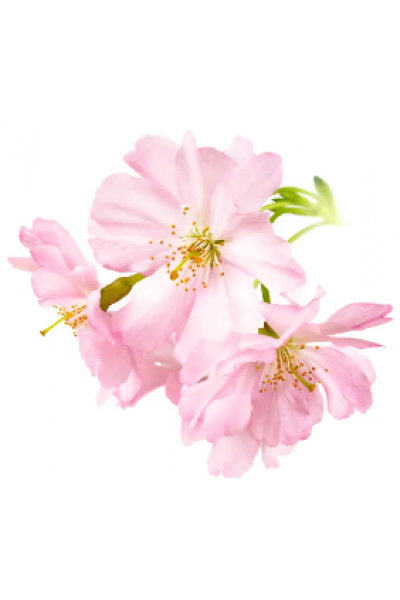 Japon Kirazı Mum Esansı, Mum Esansı