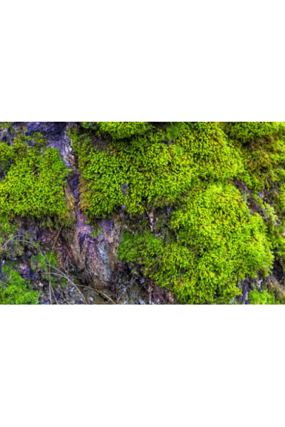 Meşe Yosunu Mum Esansı, Mum Esansı