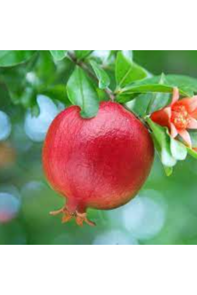 Nar Çiçeği Mum Esansı