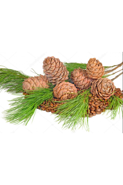 Sedir Mum Esansı, Cedarwood Mum Esansı