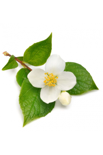 Yasemin Mum Esansı, Yasemin Esansı