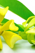 Ylang Ylang Mum Esansı, Mum Esansı Ylang Ylang Mum Esansı, Mum Esansı
