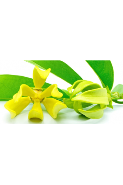 Ylang Ylang Mum Esansı, Mum Esansı